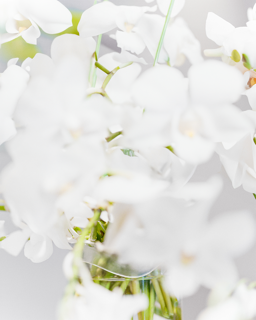 A cluster of white orchids is arranged with some greenery, creating a soft and delicate floral display.