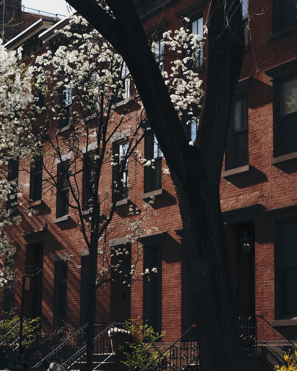 Brick building with white blossoms on trees in front